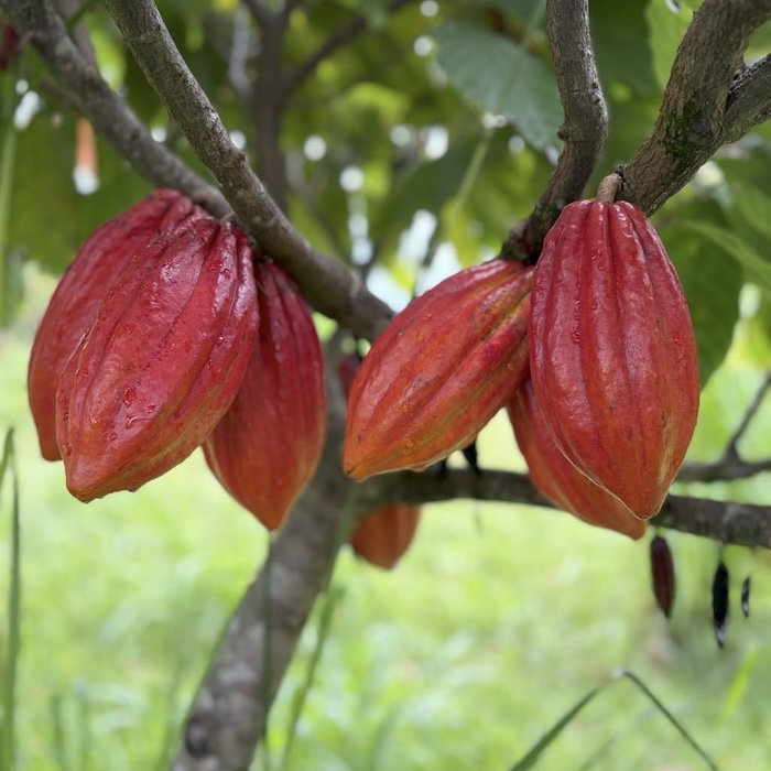 Superfood Cocoa : Cacao Pulp Drink (330ml)