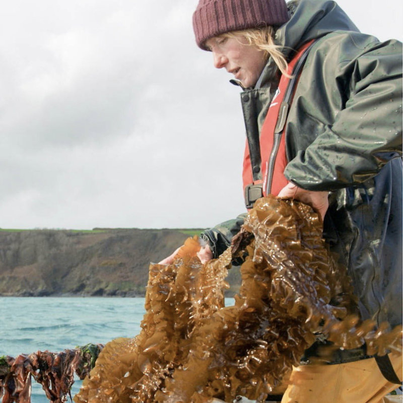 The Cornish Seaweed Company - our story